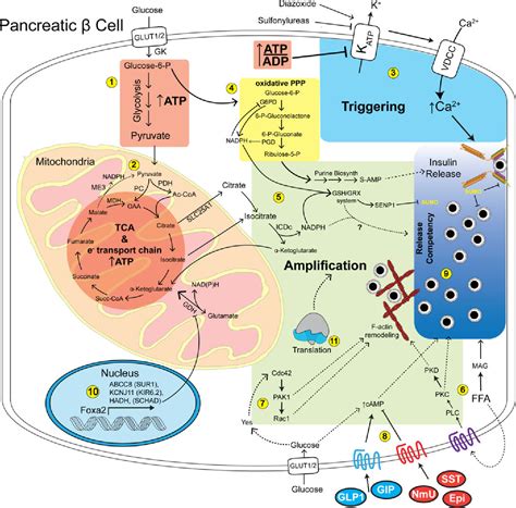 Mechanisms of the Amplifying Pathway of Insulin Secretion in the β Cell .